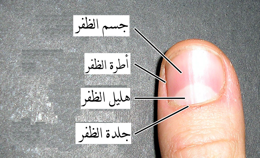 محمد هليل